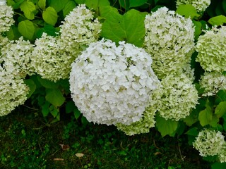 White hydrangea flowers in a lush garden