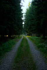 Fototapeta premium Gravel forest road leading into dense woodland, sunlight filtering through tall trees, peaceful natural path surrounded by green foliage, tranquil outdoor scene.