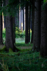 Fototapeta premium Stillness threads through vertical giants. Moss remembers every step. A hidden clearing glows like memory. The forest does not speak it listens.
