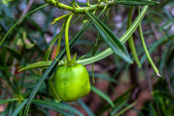 Fruit of the Cascabela thevetia is a poisonous plant native throughout Mexico and in Central America, and cultivated widely as an ornamental em um jardim no Brasil