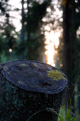 Tree stump covered with moss in forest clearing, blurred bokeh background with sunlight filtering through tall trees, natural decay and forest floor details, peaceful woodland atmosphere.

