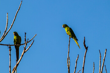 maritacas (Pionus) or brazilian parrots landed on a dry tree in Brazil