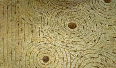 Compact Bone Model Showing Lamellae and Haversian System
