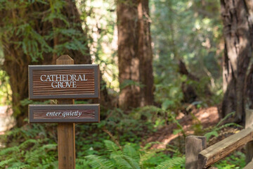 A wooden sign marks the entrance to Cathedral Grove in Muir Woods, inviting visitors into one of the quietest and most revered parts of the redwood forest, March 27, 2021