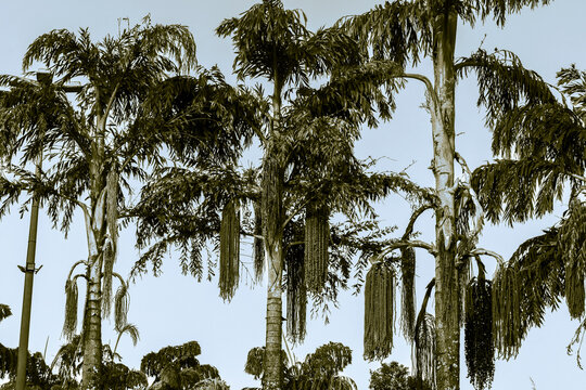 The Burmese Fishtail Palm, scientifically known as Caryota mitis, is a visually striking tropical palm in Brazil