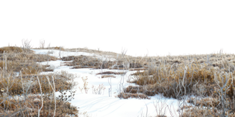 PNG Winter tundra landscape nature vegetation natural.