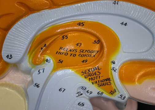 Diencephalon and Labeled Brain Structures in Anatomical Model
