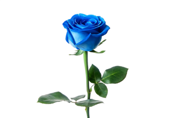 single blue rose long stem vertical stand pose isolated on white background, png, ai generated.