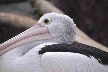 Australian pelican (Pelecanus conspicillatus) is a large waterbird in the family Pelecanidae. It is a predominantly white bird with black wings and a pink bill. Potrait.