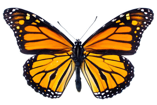  a detailed close up of a vibrant monarch butterfly isolated on white background, png, ai generated.