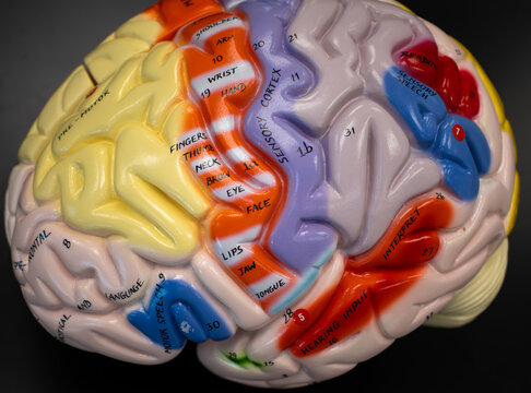 Primary Motor Cortex and Labeled Surface of Human Brain