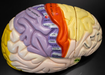 Somatosensory Cortex on Labeled Brain Model