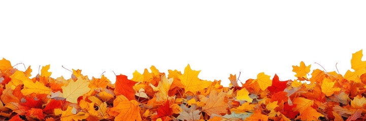 PNG Including Oak and Birch autumn leaves leaf.