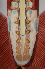 Sacral Spinal Nerves and Cauda Equina in Human Model