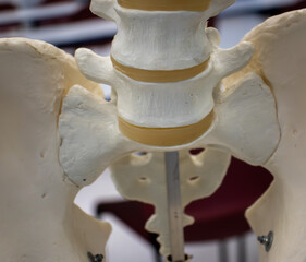 Human Skeleton Sacroiliac Joint Articulation