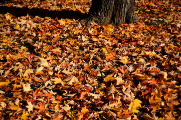 A vibrant carpet of orange, red, and yellow maple leaves surrounds the base of a tree during peak fall season. A classic symbol of autumn beauty.