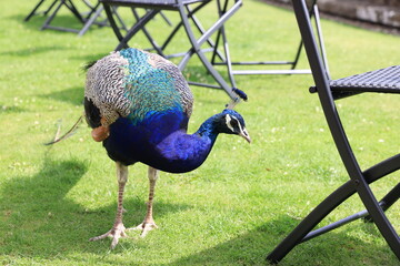 Fototapeta premium peacock in the park