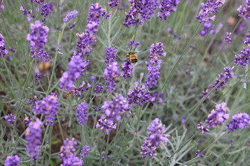 field of lavender