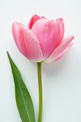 Naklejka premium Close-up of delicate petals unfolding on a white background , nature, closeup