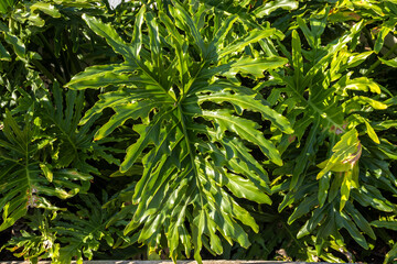 Lush detail of Philodendron bipinnatifidum leaf. Highlights texture, pattern and vibrant green. Ideal for botany, ecology, or tropical flora themes