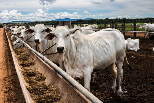 Nelore cattle herd in a Brazilian farm corral. The Nelore breed is known for its adaptability to tropical climates and meat production.