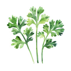 My Watercolor hand-painted Coriander leaves painting illustration isolated on a white background, vector illustration, AI painting design, EPS format design. vector illustration