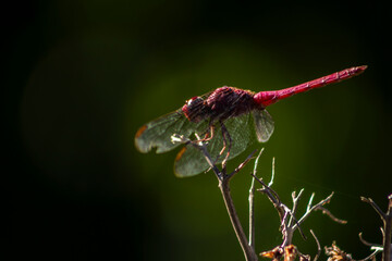A vibrant red dragonfly (Sympetrum sanguineum) perched on a dry branch against a lush green background. Captures the beauty of Brazilian wildlife and insect-environment interaction.