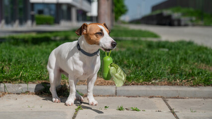 Adorable Dog with Waste Bag Ready for a Walk. 