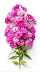 Elegant Phlox Paniculata Blossoms, Showcasing Vibrant Pink and Green on White Background