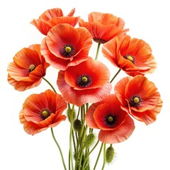 Obraz premium Vibrant cluster of red poppy flowers with intricate details on a white background