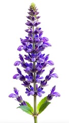 Obraz premium Closeup studio shot of a vibrant purple salvia flower against white
