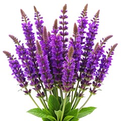 Fototapeta premium Beautiful arrangement of vibrant purple Salvia flowers against a bright white background