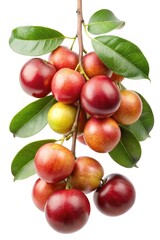 Closeup shot of Surinam Cherries with leaves on a branch isolated on white