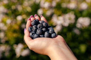 Freshly Harvested Blueberries in a Hand Against a Blurred Garden Background Under Sunlight