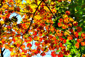 御坂山地の横沢ノ頭　ハウチワカエデの紅葉
