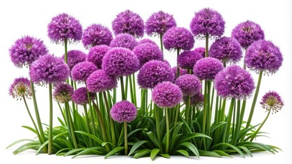 A vibrant collection of purple allium flowers blooming on a white background