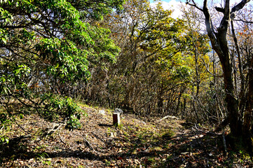 御坂山地の横沢ノ頭の尾根道
