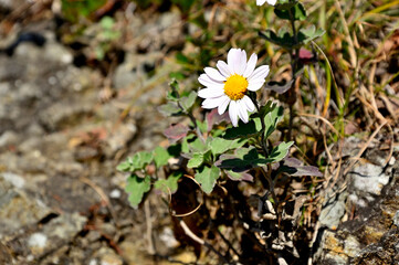 御坂山地の五湖山　リュウノウギク
