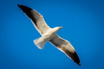Naklejka premium Rio de Janeiro, RJ, Brazil, 07/23/2025 - Great black-backed gull, Larus marinus, flies over Grumari Beach, in Rio's West Zone