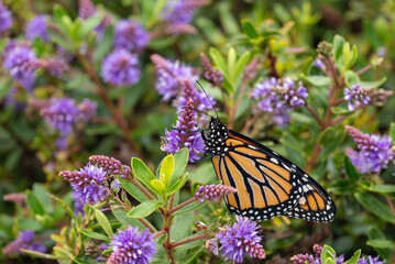 closeup of adult monarch butterfly resting on purple hebe plant flowers in bloom 