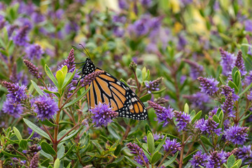 monarch butterfly - danaus plexippus resting on purple hebe plant in bloom with blurred background...