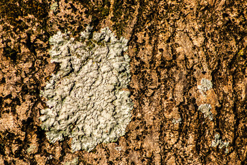 A close-up of the bark of a native Brazilian tree colonized by lichens. The image highlights the bark's texture and the symbiosis between the tree and the lichens, important indicators of air quality