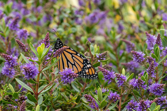 monarch butterfly - danaus plexippus resting on purple hebe plant in bloom with blurred background and copy space