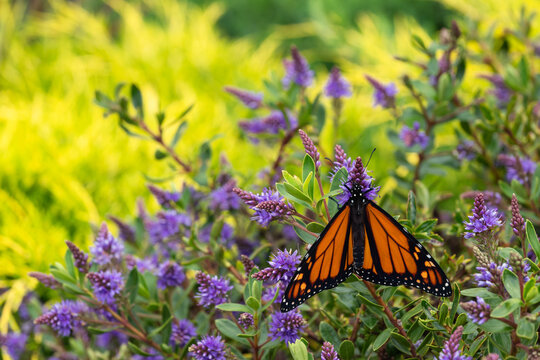 monarch butterfly - danaus plexippus feeding on purple hebe plant nectar with blurred background and copy space