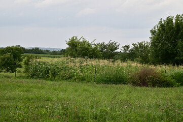 Grass by Sweet Corn Plants in a Garden