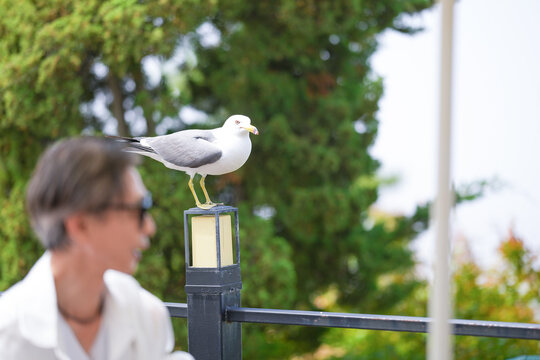 At a seaside cafe terrace, a Korean man and woman in their late 50s enjoy afternoon coffee and cake while a seagull watches from nearby, creating a peaceful and gentle scene. Incheon, South Korea.
