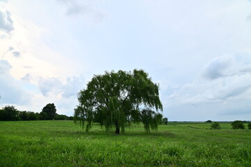 Weeping Willow Tree in a Field