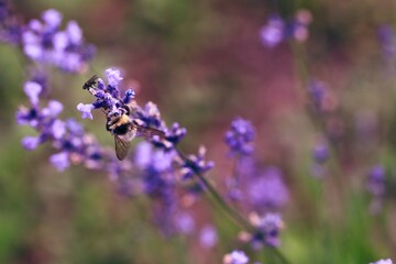 NA lawendzie siedzi pszczoła. Tzrmiel na kwiatach lawendy. Fioletowe kwiaty i owad zapylacz