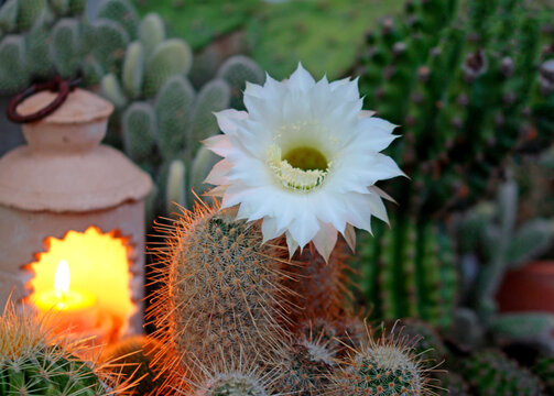 cactus echinopsis eyriesii flower in a pot