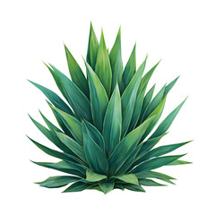 Fototapeta premium Yucca Plant with Sharp Sword-Like Green Leaves, Full Rosette Shape, Isolated on Transparent Background (2)